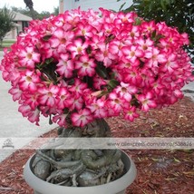 1 Professional Pack, 2 seeds / pack, Adenium Obesum Red Desert Rose Flow... - $4.09