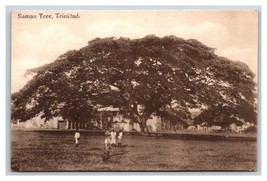 Saman Tree Trinidad BWI UNP Davidson &amp; Todd DB Postcard P18 - £6.36 GBP