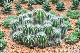 Fresh Fairytale Tower Cactus Seeds For Planting (30 Seeds) - Echinopsis Mamillos - £16.26 GBP