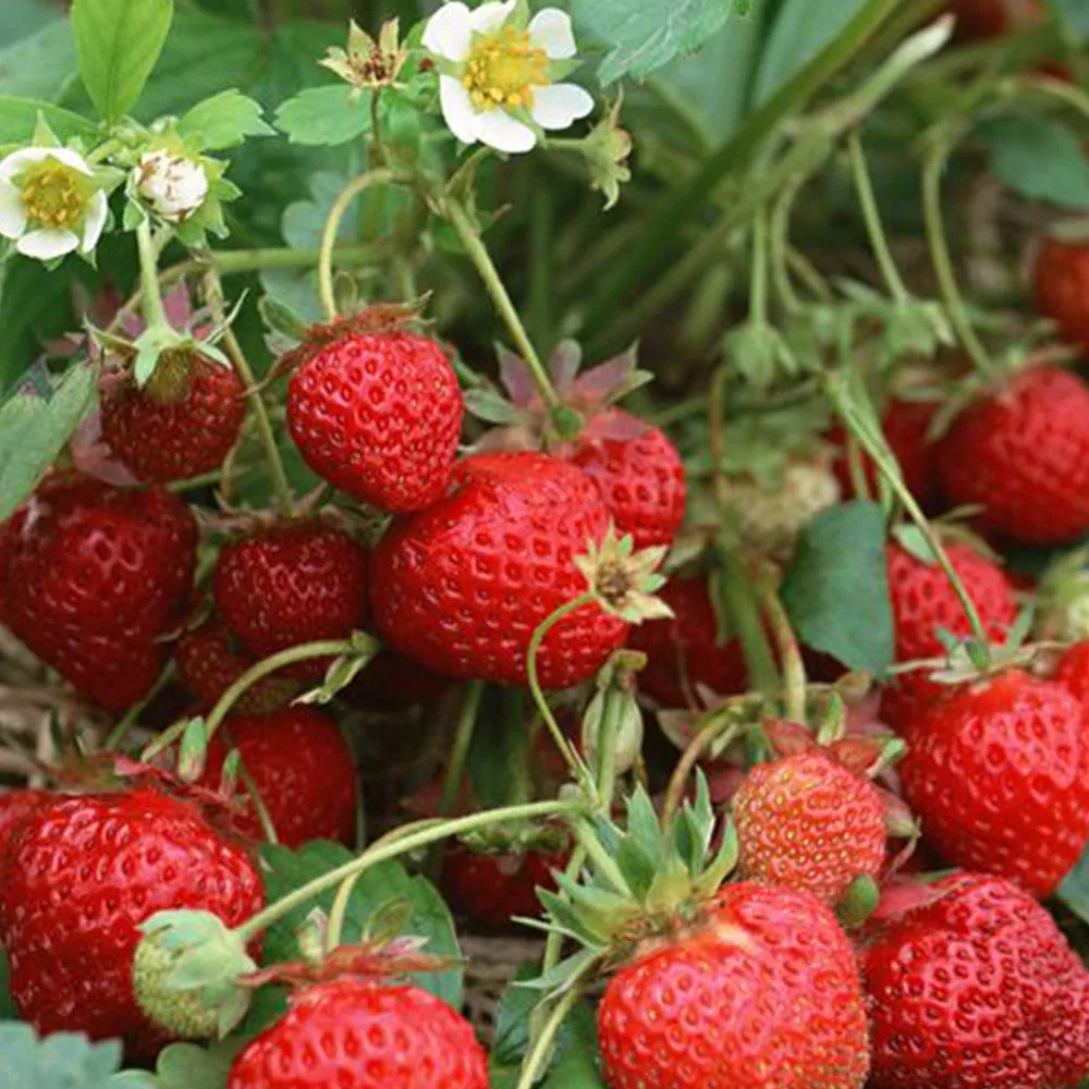 200 Seeds &#39;Medelet&#39; Series Red Strawberry - £11.80 GBP