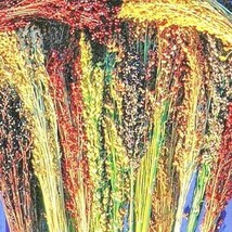 100 Broom Corn Seeds Sorghum Multi Color Crafts Home Accents Gold Red Bronze Pur - $10.00