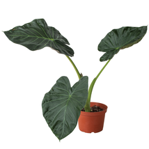 Alocasia 'Regal Shields'-4" Pot - $735.77 MXN