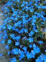 200 Teal Blue Alyssum Flower Seeds Plants Garden Outdoor Planting - £10.99 GBP