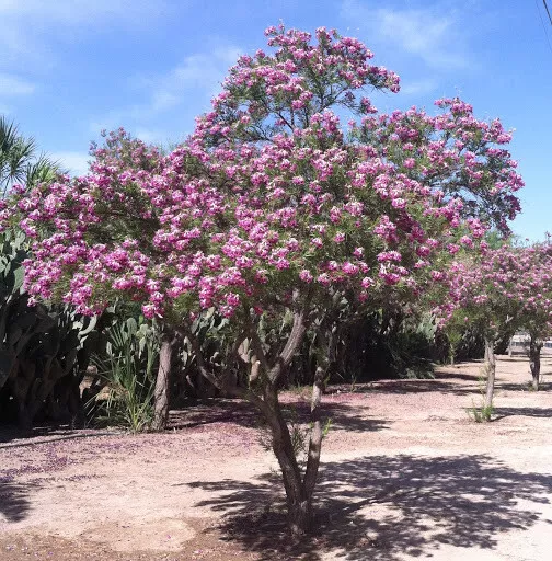 40+ Desert Willow Tree Seeds Freshly Harvested, Purple Orchid Flower (25B) - $13.62
