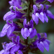 TH 30 Seeds  Lobelia Cardinalis Blue Cardinal Vining Climber Perennial Flower Se - $15.08