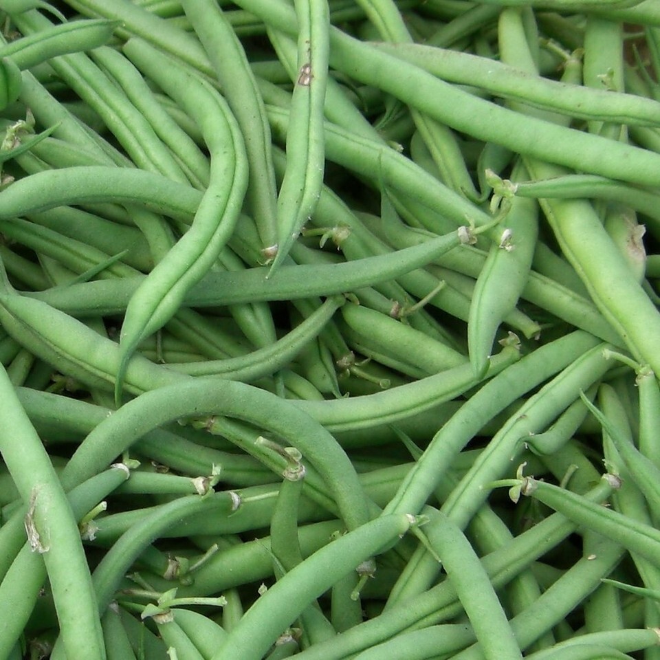 Burpee Stringless Green Bean Seeds, NON-GMO, Variety Sizes Sold, FREE SH... - $2.47+
