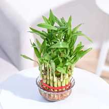 Lucky Bamboo 3 Layer Feng Shui Plant (green color) live plant - £19.69 GBP