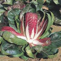 100 pcs Rossa Di Verona Radicchio / Endive Italian Cichorium Intybus Seeds - £7.07 GBP