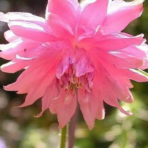 HGBO 25 Seeds Pink Columbine Flowers Aquilegia Vulgaris Perennial Blooms Garden - £7.89 GBP