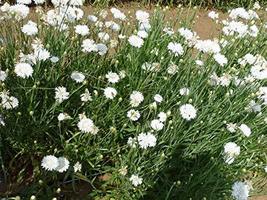 Bachelor Button, Tall White Seeds, 200 Seeds, Beautiful White Colored Blooms. - £4.81 GBP