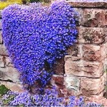 100 Seeds Seeds Creeping Thyme Ground Cover Flower Garden - £4.91 GBP