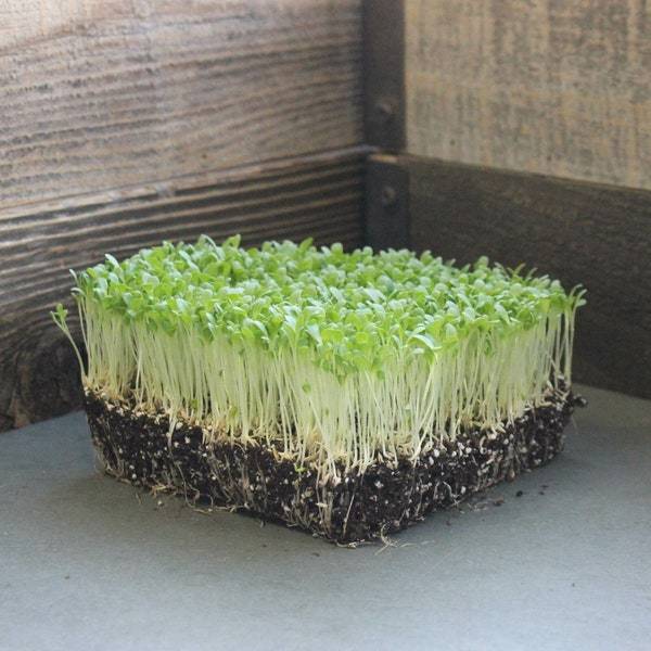 Hanson Improved Crisphead Lettuce Microgreen Seeds Sprout Fresh Seeds - $3.00