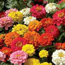 Grow In US Zinnia Pompon Seeds 200+ Mixed Flower Colorful Rainbow Blooms - £6.71 GBP
