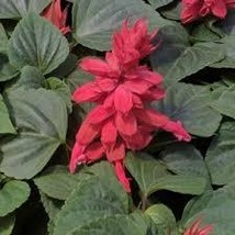 40 Seeds Salvia Sizzler Burgundy Perennial Flower  - $16.65