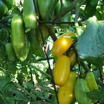 Rare &#39;Banana Legs&#39; Tomato Seeds (5 Count) - Vibrant Yellow Tomatoes, Ideal for F - £5.59 GBP