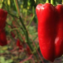 Buran Sweet Bell Pepper Seeds Vegetable For Planting Polish Seed Packet ... - $10.00