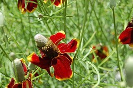 Variety Size Dwarf Red Coneflower Mexican Red Hat Columnar Upright Prairie Seeds - £9.42 GBP+