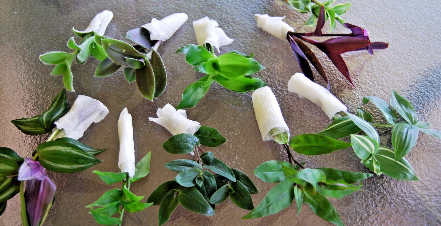 Lot of Wandering Jew Tradescantia - Many Varieties Types (3 Varietis) - $31.00