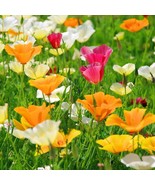 California Poppy Seed Mix, 250 Seeds, Buy 2 Get 1 FREE, Colorful, FREE SHIP - €1,69 EUR
