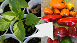 6 Mixed Variety Sweet Pepper Plants Live -  Non-GMO - £44.79 GBP
