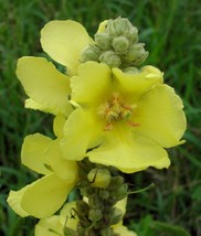 Verbascum Densiflorum 100+ seeds Dense Flowered Mullein - $5.27+