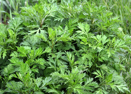 1000 Common Mugwort Artemisia Vulgaris Wild Wormwood Herb Yellow Red Flo... - $10.60