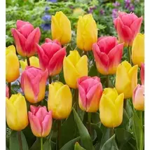 SeedGrain Sunrise Tulip Mix Easy To Plant - $6.00