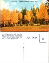 Arizona Kaibab National Forest Grand Canyon Park North Rim Vintage Postcard - £7.51 GBP