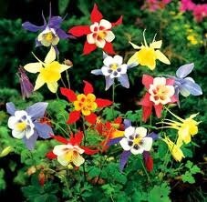 Aquilegia seeds - 60 seeds- code 023 Item image 4