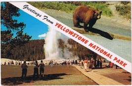 Postcard Greetings From Yellowstone National Park Bear Geyser - £2.77 GBP