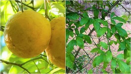 Hardy Lemon Tree 3 Ft. Sapling Huge Fruit Live Plant Yellow Citremon Citrus - £89.51 GBP