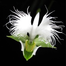 LS Orchid Seed 100 White Egret Orchid Seeds Heron Orchid - £4.34 GBP