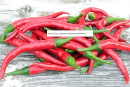 Cayenne Pepper Seeds - Vegetable Seeds - BOGO - £0.77 GBP