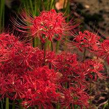 10PCS/lot Lycoris Species of Fresh Bulbs Garden Plants Potted Bonsai Hot... - $12.79