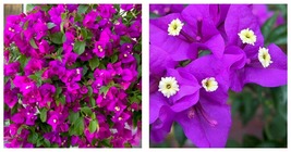VIOLET Live Bougainvillea Well Rooted starter/plug plant - £43.93 GBP
