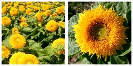 80 pcs Seeds Giant Sunflower Bear Flowers Fresh Garden - £14.38 GBP