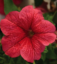 50 Pelleted Limbo Red Vein Petunia Flower Seeds - $22.85