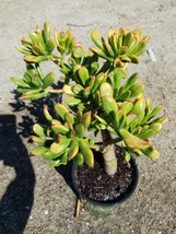 Crassula Ovata Gollum Sunset (1 gal.pot) &quot;Bonsai Tree&quot; - £45.55 GBP