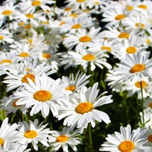 USA Seller Shasta Daisy Seeds Classic Snow White Chrysanthemum Summer Daisies Wi - £10.43 GBP