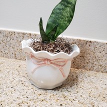 Snake Plant in Upcycled Planter, Sansevieria trifasciata, white pink ceramic pot image 8
