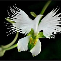 20 Seeds White Egret Orchid Seeds Heron White Dove Colors Included Are White Pin - £6.54 GBP