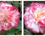 50 Seeds Camellia Japonica ‘Margaret Davis’ Garden - $34.93