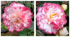 50 Seeds Camellia Japonica ‘Margaret Davis’ Garden - £27.92 GBP