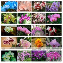 PWO Fresh 24 Types Perennial Phalaenopsis Orchid Flower Seeds For Your Choose - £0.81 GBP