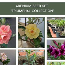 New Seeds Triumphal Adenium Seed Kit Desert Rose Botanical Garden USA Seller - £9.94 GBP