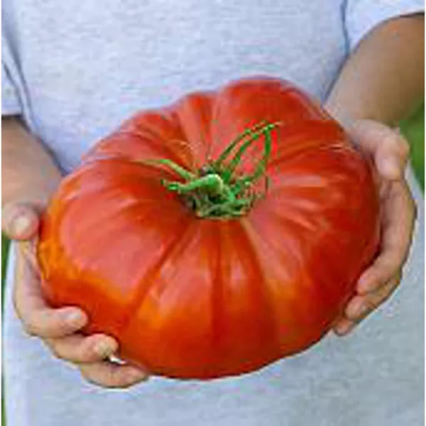 Steakhouse Tomato Seeds (20+ Seeds) Non Gmo Vegetable Fruit Herb Flower Seed Usa - £12.79 GBP