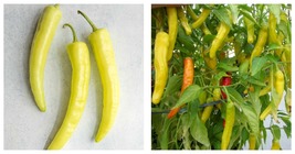 SWEET HUNGARIAN PEPPER SEEDS 100 SEEDS FOR PLANTING  - $23.99
