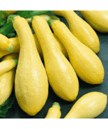 Straightneck Squash Seeds 30 Ct Early Prolific Summer Squash Yellow Vege... - $9.80