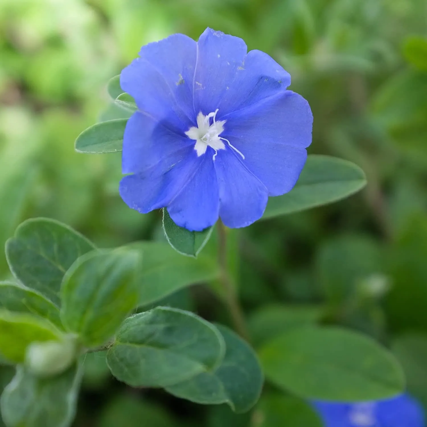 Blue Daze 10 Live Plants Evolvulus Glomerata - $72.45