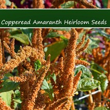 Flower Seeds Copperhead Amaranth 100 Seeds Amaranthus Caudatus Fresh Seeds From  - $15.28